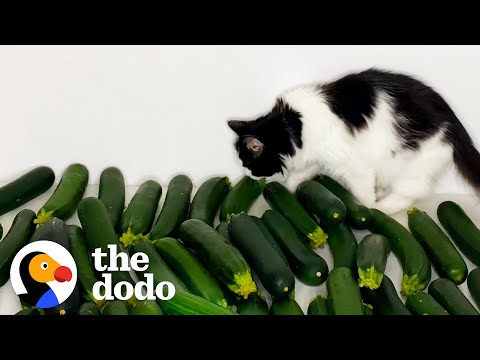 Cat Meets Cucumber And Instantly Falls In Love - YouTube