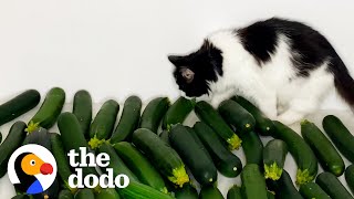 Cat Meets Cucumber And Instantly Falls In Love | The Dodo Cat Crazy