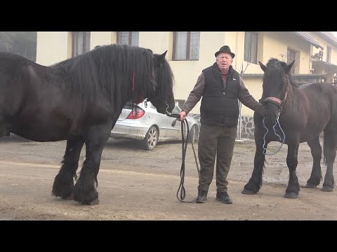 Armasarii domnului Ion de la Bazna, Sibiu - 2021 Nou!!!