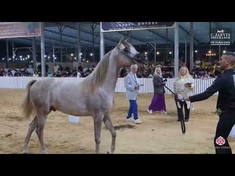 N 136 AYHAM AL ZOBAIR   The Arabian Horse Galilee Show 2023   Colts 2 Years Old B Class 15