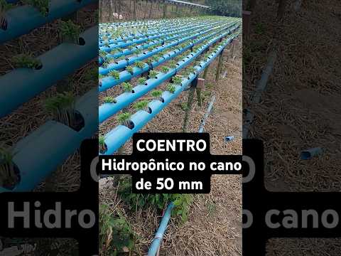 COENTRO no cano de 50 mm da certo! Dicas para INICIANTES #horta #agricultura #hidroponia
