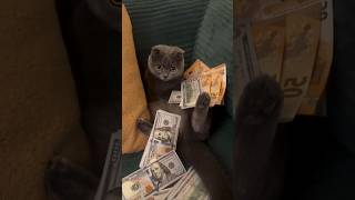 Living His 9 Lives In Luxury 😂