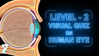 Human Eye Level 02