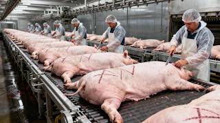 Milhares De Porcos São Abatidos Pelos Agricultores A Cada Minuto Para Produzir Estes Alimentos