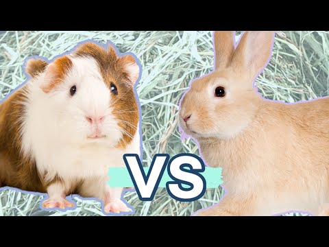 RABBITS VS GUINEA PIGS: Which one is better for you?