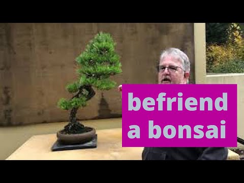 Meet the Befriendables: #8 Japanese Black Pine