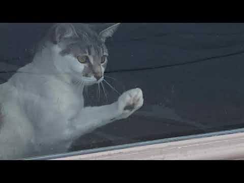 Bright Lights! by Robert Sheldon (performed by one person)