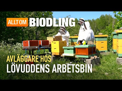 Avläggare hos Lövuddens Arbetsbin | Biodling