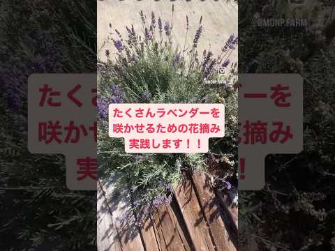 クリビアを再び咲かせるにはどうすればよいですか？専門家のヒントは次のとおりです  庭園