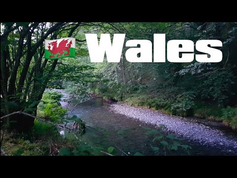 🏴󠁧󠁢󠁷󠁬󠁳󠁿 VanLife Up North S07E22 Wales: Babbling Brooks in the Forest