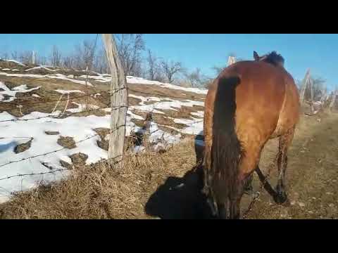 Proba cal popesti valcea druga