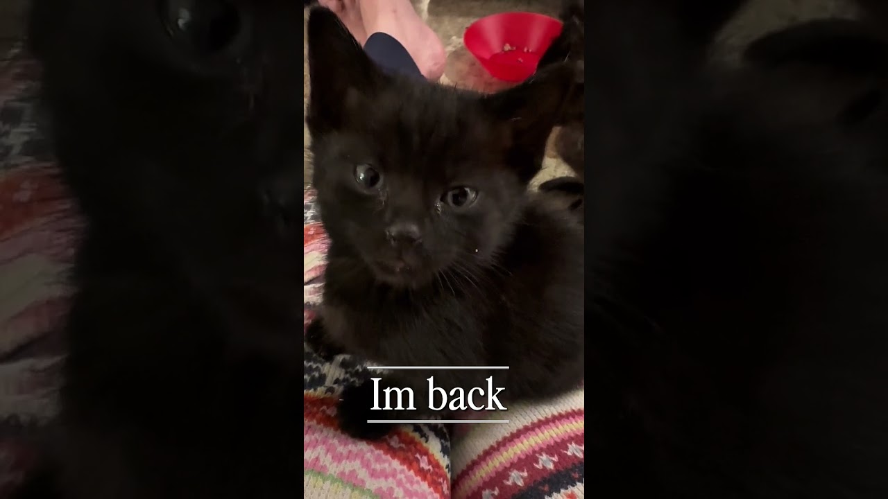 Enlarge Ozzy Pawsborne, a Adoptable mixed breed in Libertyville, IL video 6/6