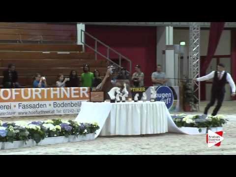 N.72 FEUER JADE - Wels 2016 - Stallion 4-6 years old (Class 10)