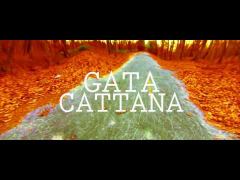 Gata Cattana  - Lk Blade
