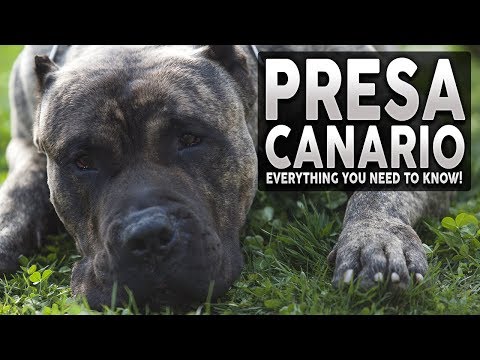 PRESA CANARIO 101! Everything You Need To Know About The Presa Canario!