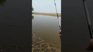 Ngincer ikan ini udah seminggu baru kena.. bahagianya. .#mancing #fishing