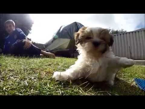 Cute Maltese Shih Tzu Cross (Malshi) puppy