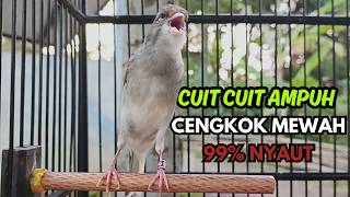 Download lagu KENARI GACOR  Cuit CUIT BIRAHI SUARA Kenari MASTERAN TERBAIK UNTUK PANCINGAN & MASTERAN Kenari PAUD mp3