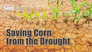 Saving Corn from the Drought - A Seed World Strategy Webinar