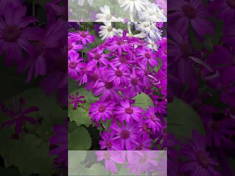 Perfect for cut flower arrangements and shaded garden areas |Winter Heavy Flowering Plant #cineraria