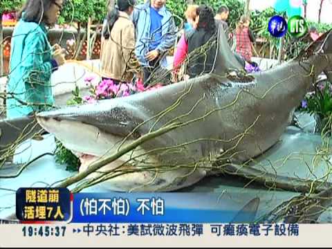 興廟建醮拜拜 鯊魚大集合謝神