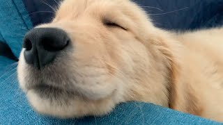 After his first walk, Golden retriever puppy sleeping tired and snoring