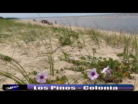 Los Pinos hermoso balneario de Colonia