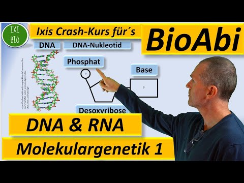 Molekulargenetik 1 DNA / RNA - Struktur und Funktion Anwendungsaufgaben  Fit für´s BioAbi 15 Punkte?
