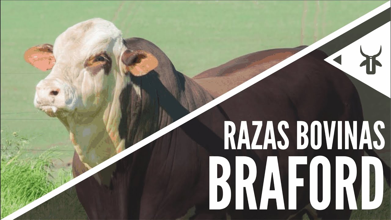 Braford | Razas sintéticas Brahman