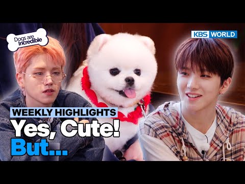 [Weekly Highlights] Yes,Cute! But... [Dogs Are Incredible] | KBS WORLD TV 240507