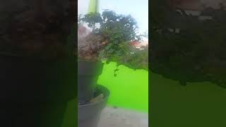 Download lagu SERUT ( STREBLUS ASPER) SLANTING #serut #fyp mp3