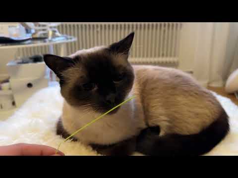 Offering a blade of grass to Nisse, Ekaterina had some other plans