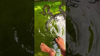 Lùa rắn bằng chân