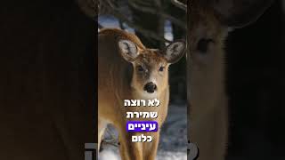 הרב שלום סבג - שיעורי וידאו - הרב שלום סבג – נָתַתָּה שִׂמְחָה בְלִבִּי ✨