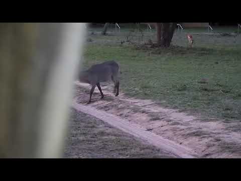 Djuma: Waterbuck bull and Impalas - 18:32 - 11/10/21