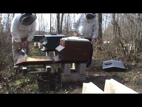 comment soigner la loque européenne