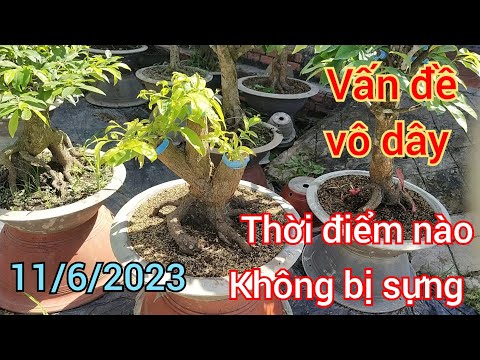 11/6/2023 chăm sóc mai vàng vấn đề vô dây thời điểm nào thích hợp học hỏi tham khảo 📞0706645935 ngói