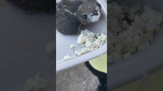 Feeding A Swift 😍 #swift #birds #bird #birdshorts #birdsshorts #feedingbird #animalshorts #nature