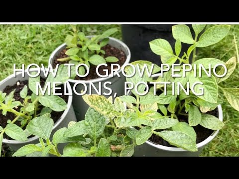 How To Grow Pepino Melons Potting Stage, Growing Pepino Melons, Vegetable Gardening