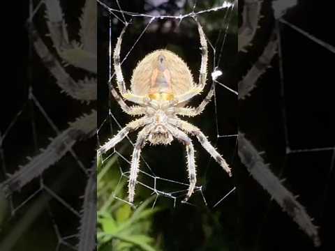 GRABE LAKI NANG GAGAMBA😱🕷️#shorts #spider #gagamba #short