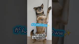 おはようまるちゃん🌞#雑種犬 #犬のいる暮らし #保護犬 #愛犬がいる暮らし #犬のいる生活 #元野犬