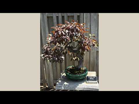 The Art of Bonsai for Stress Relief