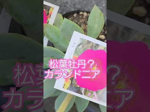 黄色い花を覆う匍匐ほうきの低木岩場