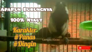 Download lagu Gelatik Batu Ngerol cocok untuk Karakter Panas dan Dingin || Pancingan Gelatik agar bunyi mp3