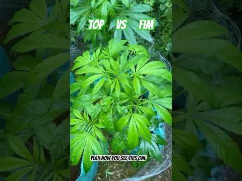 TOPPING VS FIMMING - TRAINING PLANT STRUCTURE