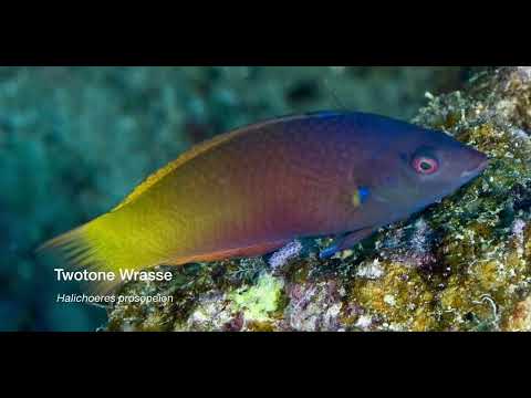 9 Wrasse E - scuba diving video