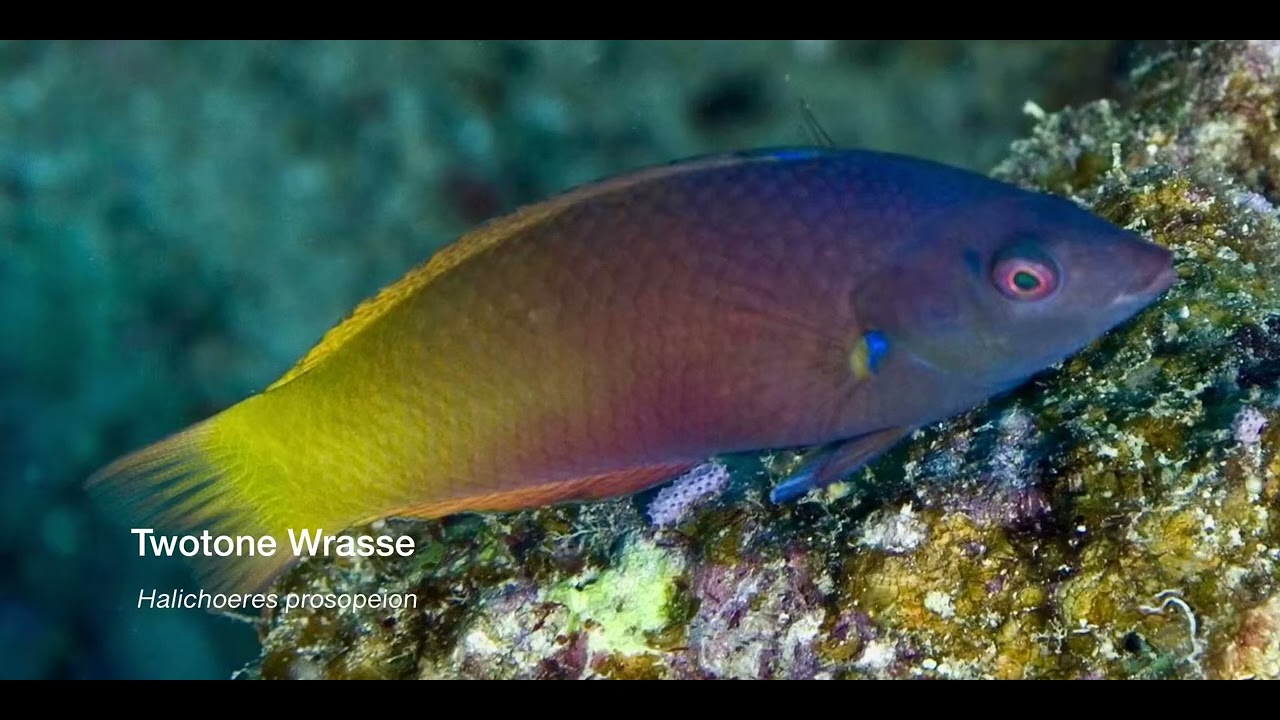 9 Wrasse E