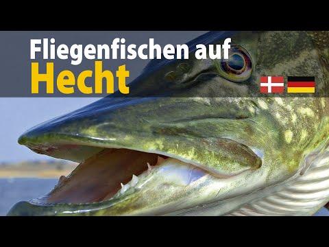 Fliegenfischen auf Hecht