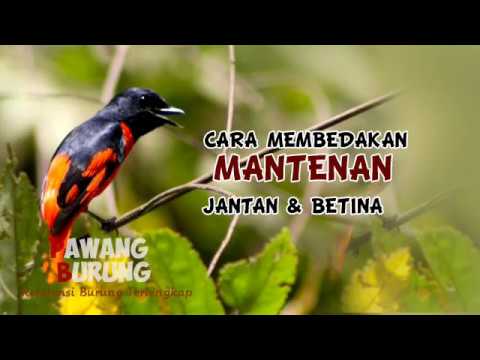 Mantenan Novyj Trend Smotret Onlajn Na Sajte Trendovi Ru