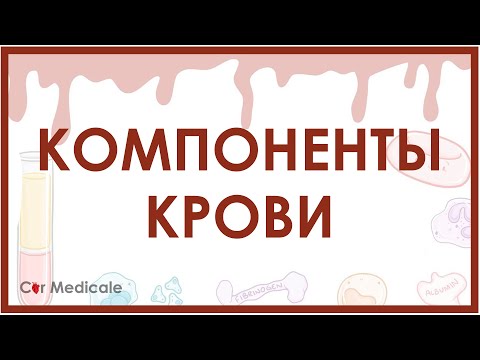 Компоненты крови - из чего состоит кровь? Эритроциты, лейкоциты, плазма и др